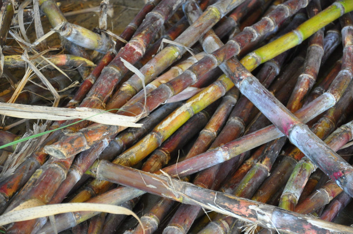 Cachaca Webinar, Brasilian Sugarcane